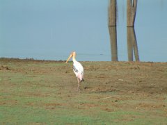 03-Stork